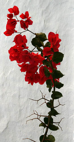 red bougainvillia | Creative Commons License <div xmlns:cc="http://creativecommons.org/ns#" about="http://www.flickr.com/photos/papazimouris/1264750051/"><a rel="cc:attributionURL" href=