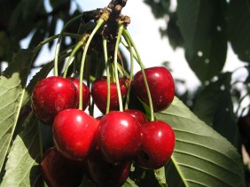 Cherries for Harvest. Image courtesy of stock.xchng®