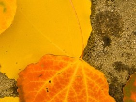 Aspen leaves fall colors